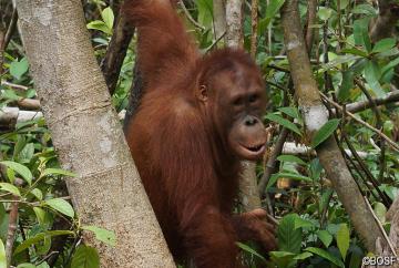 Auf dem Weg, ein Orang-Utan-Mann zu werden