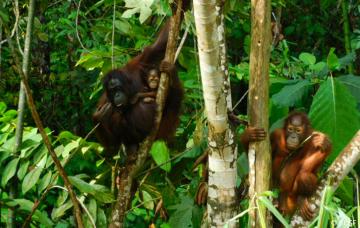Orang-Utan-Kinder bleiben meist acht Jahre bei der Mutter