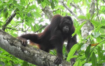 Kimi ist ein wildes Orang-Utan-Weibchen auf Juq Kehje Sewen