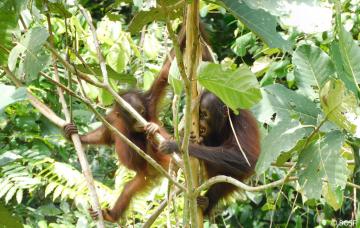 Wieder was gelernt: Wild­ge­bo­rene Baby-Orang-Utans knab­bern Rinde