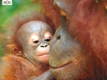 Orang-Utan Babys bleiben rund acht Jahre bei ihrer Mutter