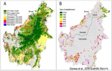 Entwicklung der Entwaldung auf Borneo