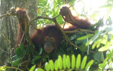 Orang-Utans bauen täglich ein neues Schlafnest