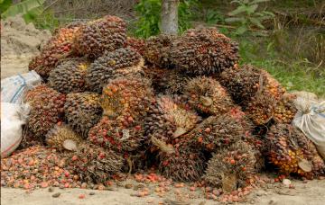 Wie geht es weiter mit dem Palmöl? — Verlän­ge­rung des Mora­to­riums gefordert