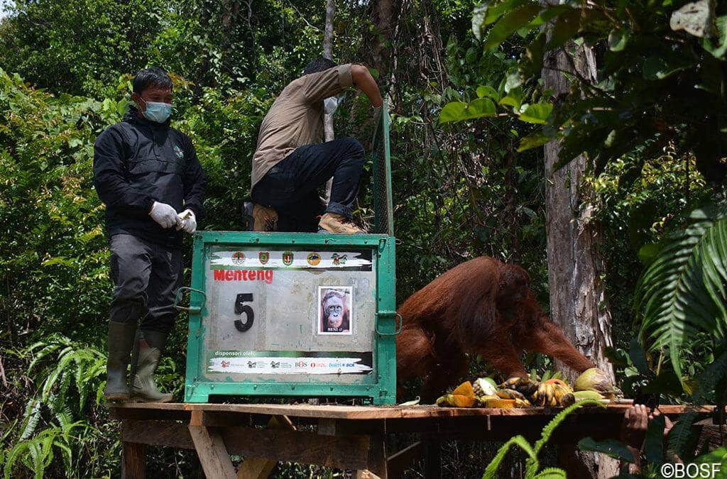 Acht Orang-Utans müssen jetzt zeigen, was in ihnen steckt