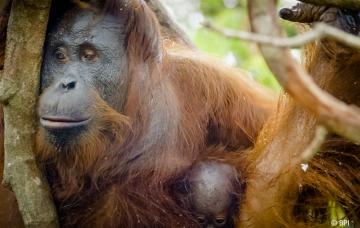 Orang-Utan-Mütter scheinen sich von den "Long Calls" der Männchen wegzubewegen