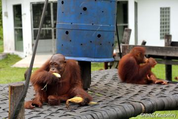  So haben wir Erik in Erinnerung. In der "Orangutan Jungle School" wurden wir Zeuge, wie er aufgrund einer dramatischen Entzündung an den Ohren, um sein Leben kämpfen musste. Und - als alles überstanden war - glatzköpfig in die Waldschule zurückkehrte