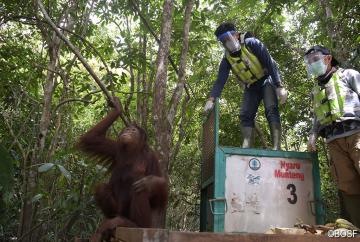 Das Orang-Utan-Weibchen Sahrini schaut sich erstmal vorsichtig in ihrem neuen Revier um, ehe sie sich in die Baumwipfel schwingt