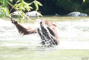 Wow! Supermutter Sayang trägt Padma sicher durch den reißenden Fluss