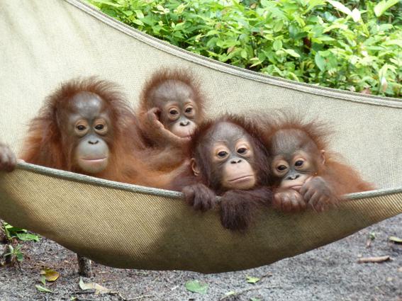 Orang-Utan-Babys in Hängematte