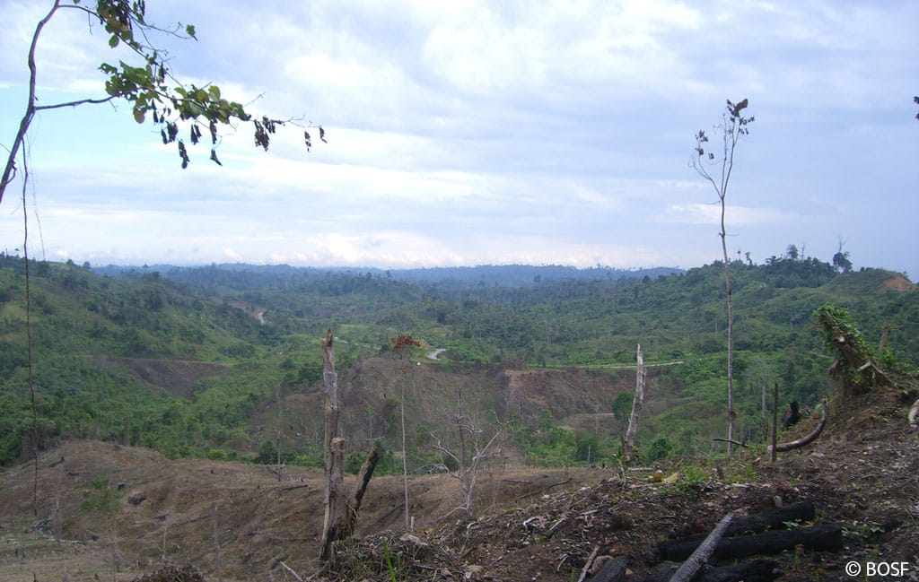 Indo­ne­si­sche Regie­rung: Ölpal­men­plan­tagen sind kein Wald