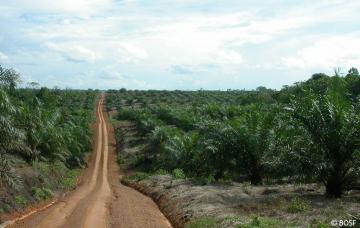 Palmölplantagen sind kein Regenwald
