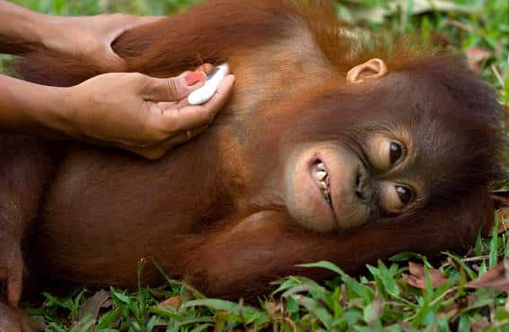 Ein Tierarzt misst das Fieber bei einem jungen Orang-Utan