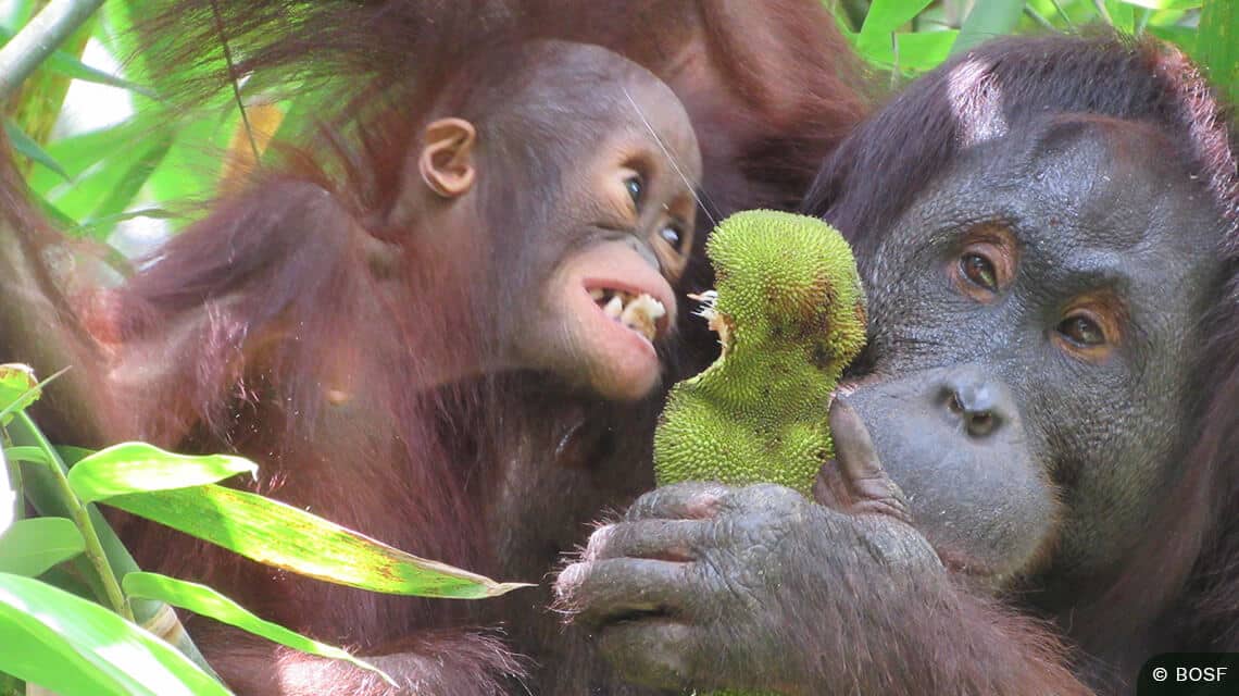 Orang-Utan-Mutter mit ihrem Baby im Regenwald