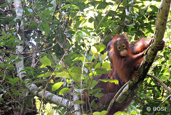 Orang-Utan-Baby hängt auf dem Baum