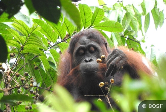 Orang-Utan isst Regenwaldfrüchte