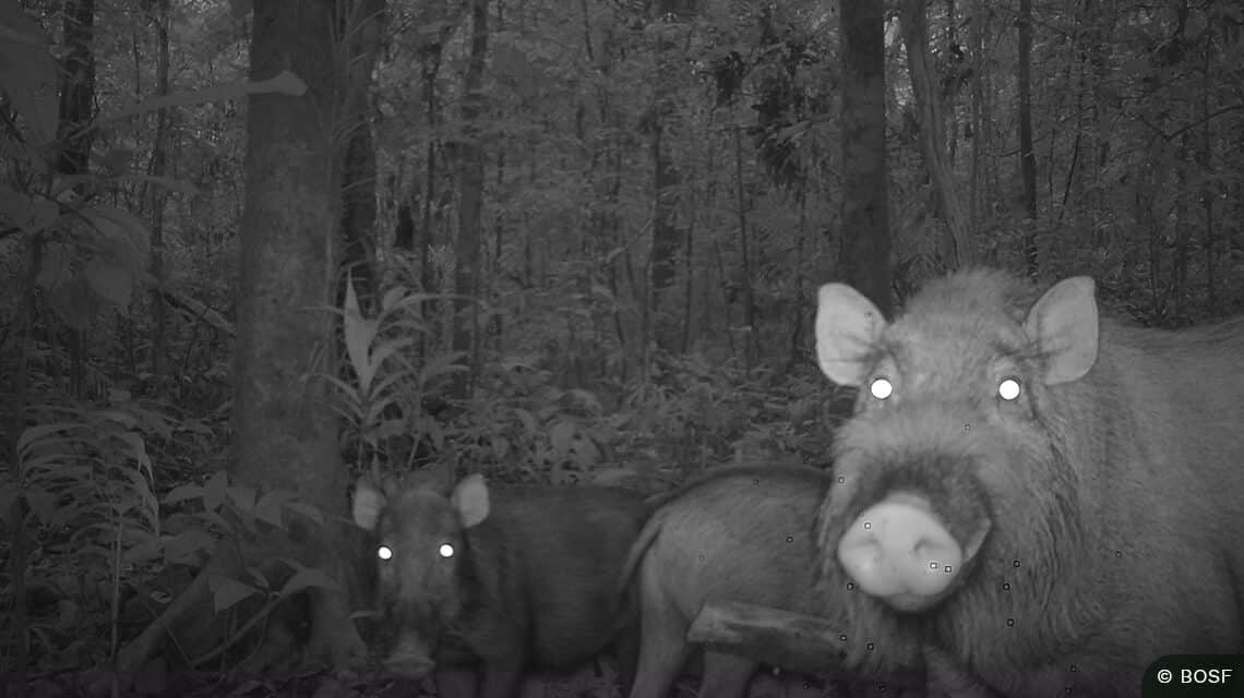 Wildschweine in Batikap fotografiert mit Kamerafalle