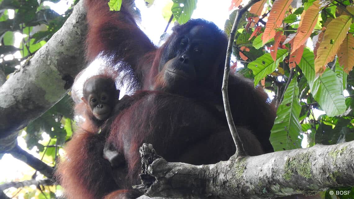 Orang-Utan-Mutter mit Baby im Regenwald von Batikap