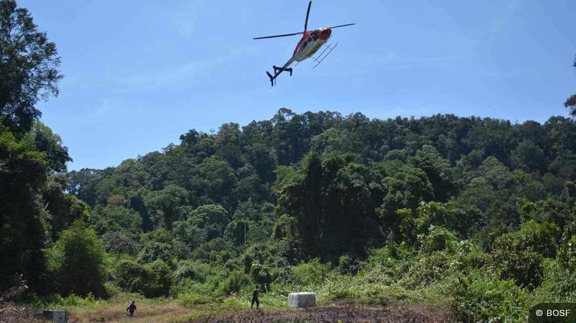 Hubschreuber bei Orang-Utan-Auswilderung