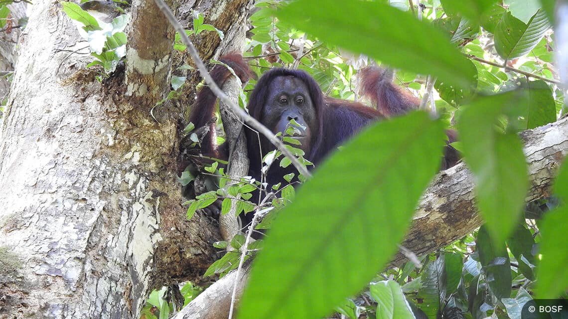 Orang-Utan im Keje Sewen Auswilderungswald auf Borneo