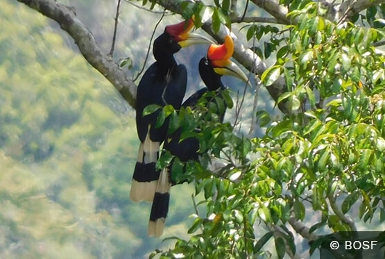 Nashornvogel im Regenwald auf Borneo