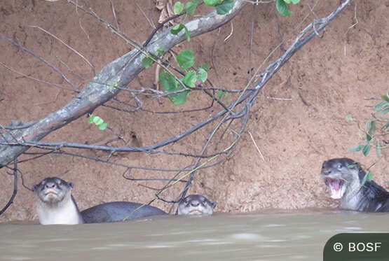 Otter im Regenwald auf Borneo