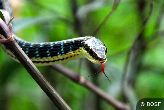 Schlange im Regenwald auf Borneo