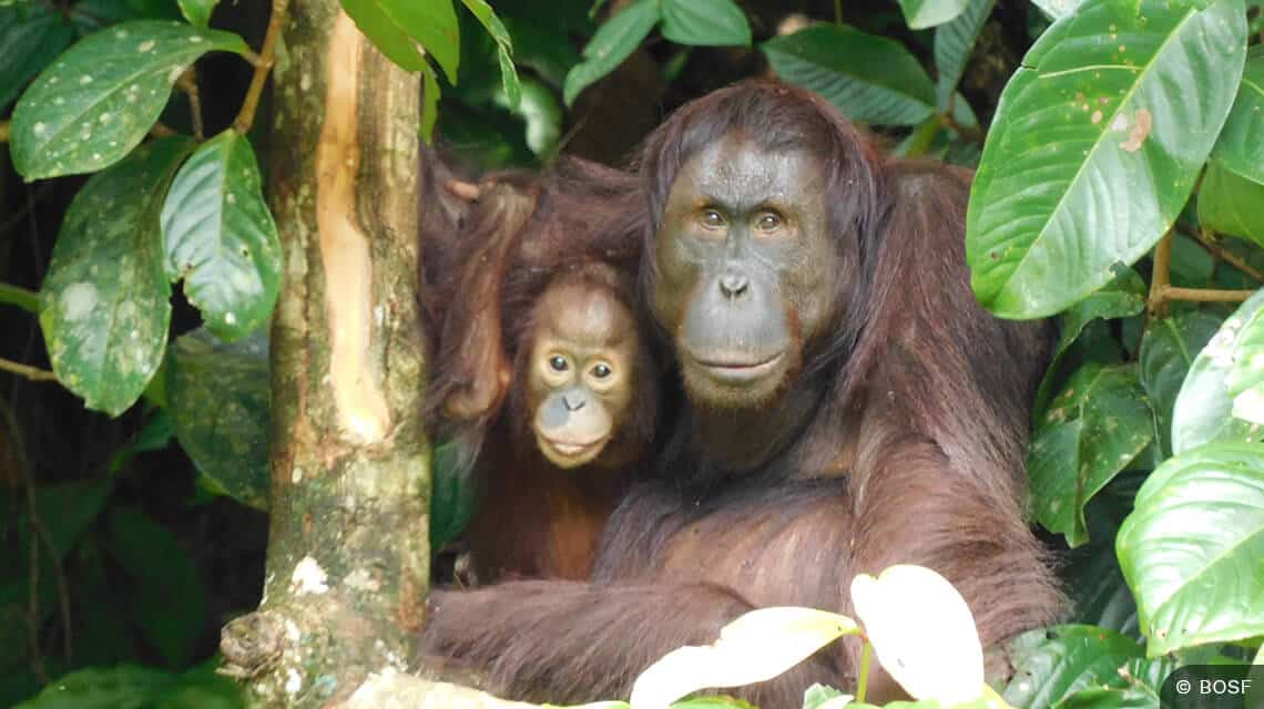 Orang-UTan-Mutter mit ihrem Baby