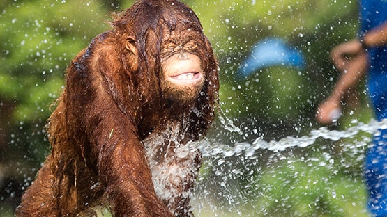 Orang-Utan spielt mit Wasser