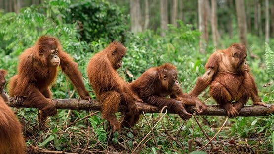 Orang-Utans auf dem Baum