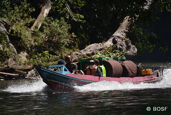 Auswilderung Boot mit Käfigen im Dschungel