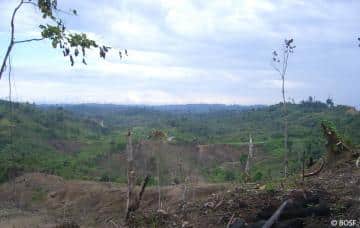 Die Regenwälder werden für wirtschaftliche Interessen abgeholzt