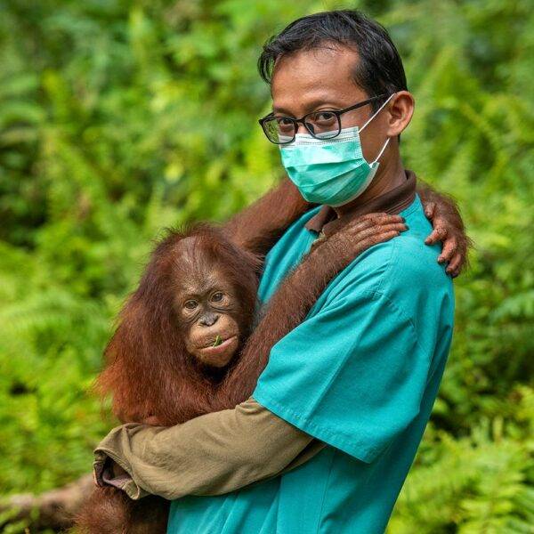 Tierarzt trägt einen Orang-Utan