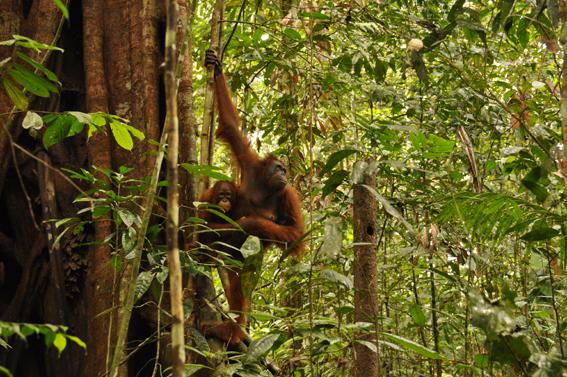 Orang-Utan-Mutter mit Baby im Regenwald