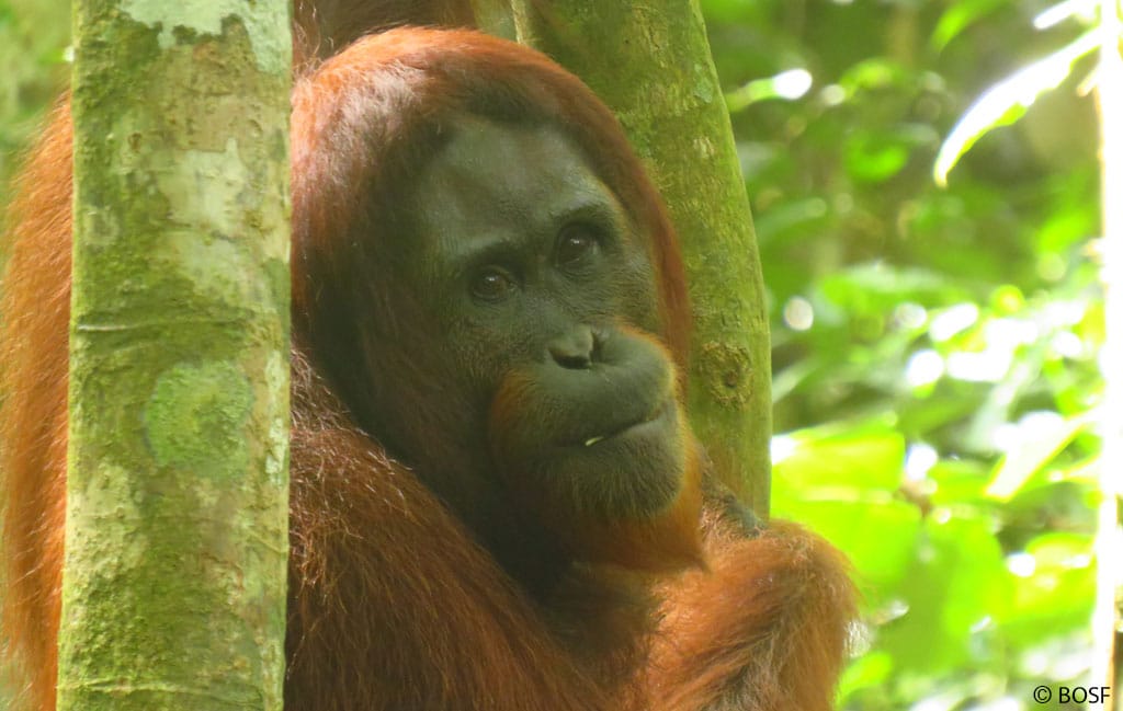 Über­leben im Wald: Was Menschen von Orang-Utans lernen