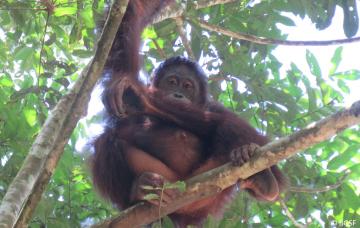 Kimi ist ein wildes Orang-Utan-Weibchen