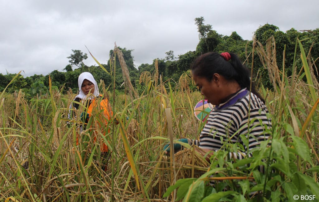 Frauen spielen eine wich­tige Rolle bei der Aufrecht­erhal­tung der Wehea Dayak-Kultur