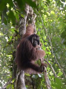 Orang-Utan hängend auf dem Baum