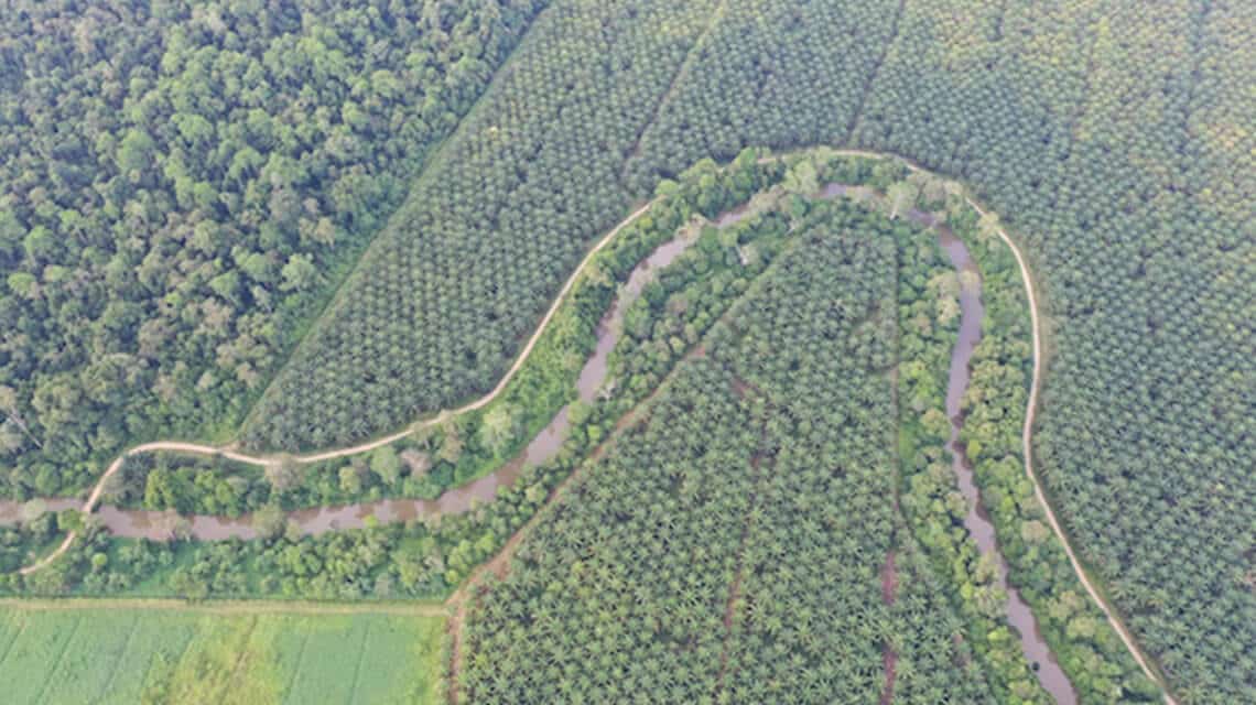 Luftaufnahme Ölpalmenplantage in Sabah