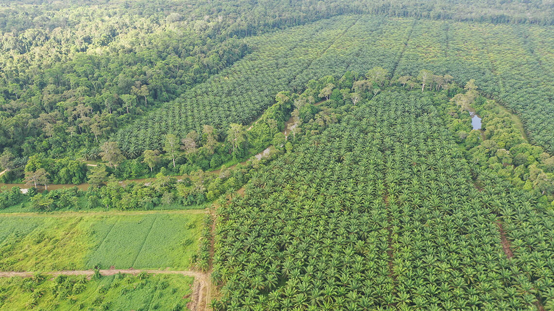 Palmölplantage in Sabah, die in Wildtierkorridor umgewandelt wird