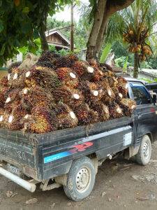 LKW mit Palmölfrüchten
