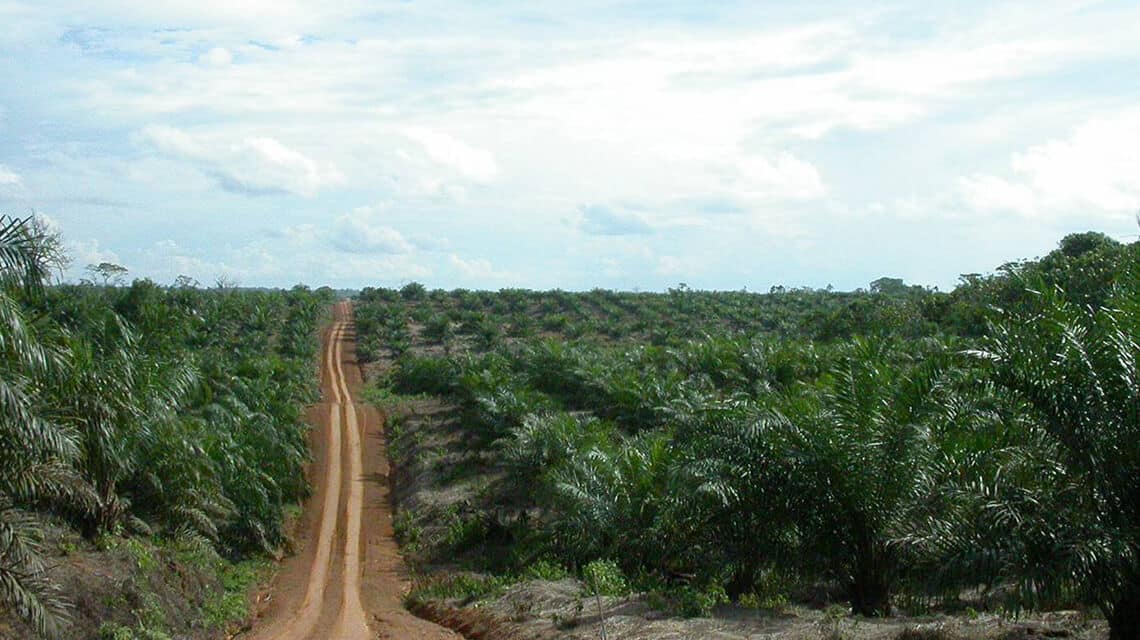 Straße in einer Palmölplantage