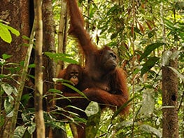 Orang-Utan-Mutter mit Kind im Regenwald