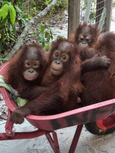 Orang-Utans in einer Schubkarre auf dem Weg in die Waldschule