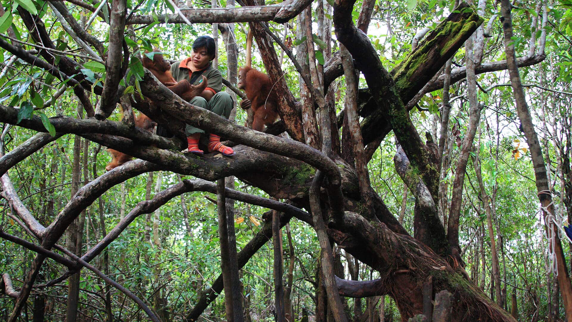 Babysitterin mit Orang-Utans in der Waldschule