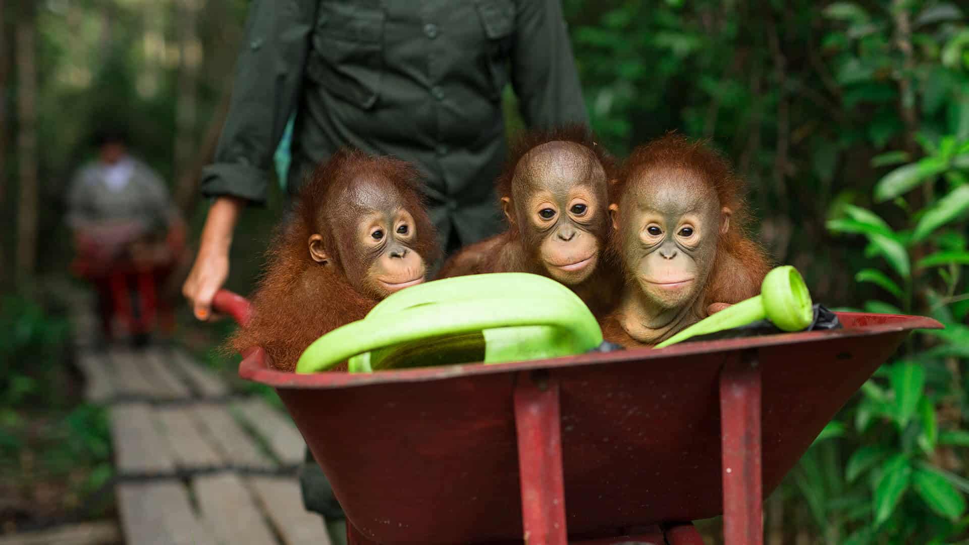 Drei Orang-Utan in einer Schubkarre auf dem Weg in den Waldkindergarten