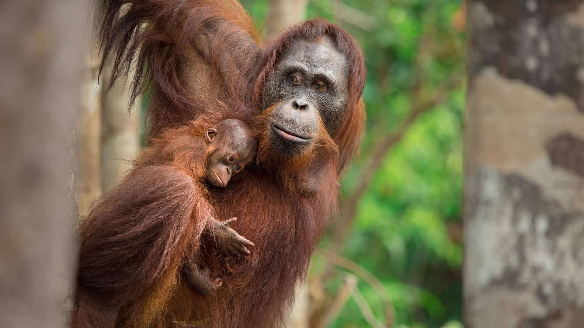 Orang-Utan Mutter mit ihrem Baby