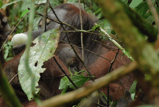 Orang-Utan Mama Bunga sitzt mit Baby Bunga im Arm im Baum
