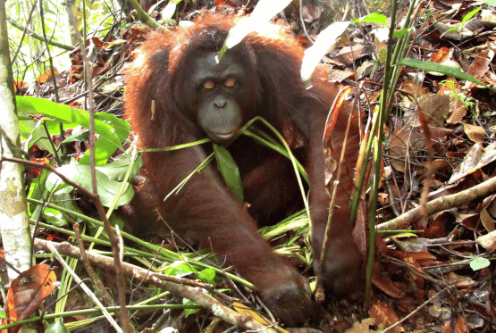 Orang-Utan-Dame Bungan sucht im Dschungel nach Futter