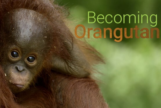 TV-Tipp: Beco­ming Orangutan